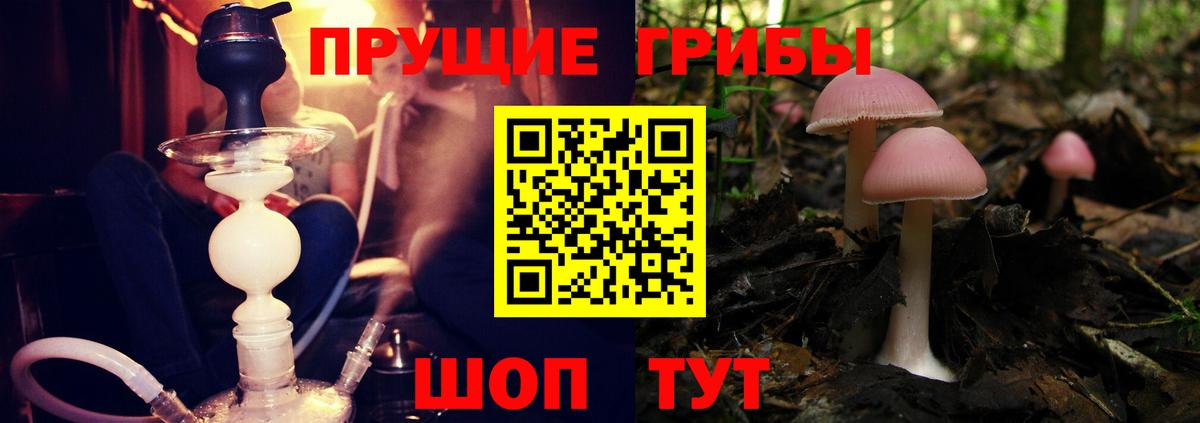Псилоцибиновые грибы Psilocybe Муром